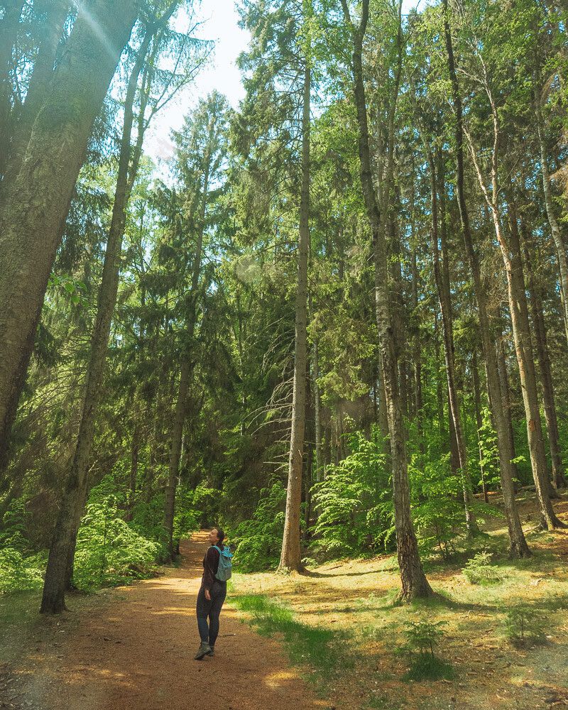 Huge Trees in Sweden