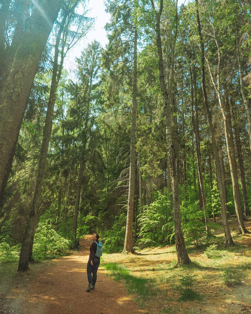 Huge Trees in Sweden