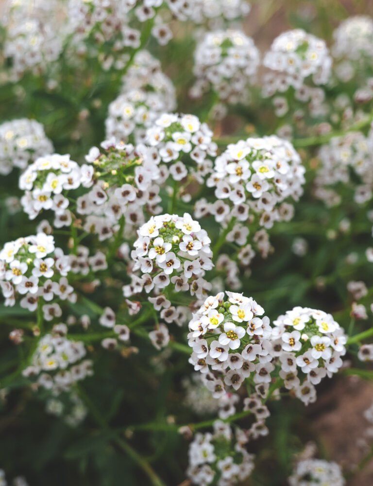 flowers on the track