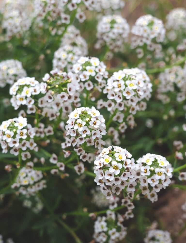 flowers on the track