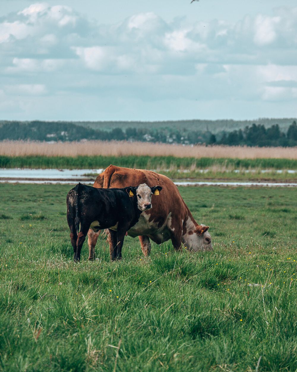 Cows close-up