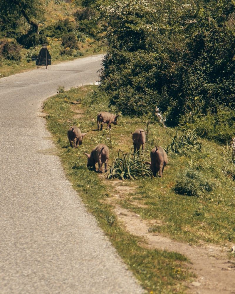 Wilde biggetjes in Nationaal Park Gennargentu.