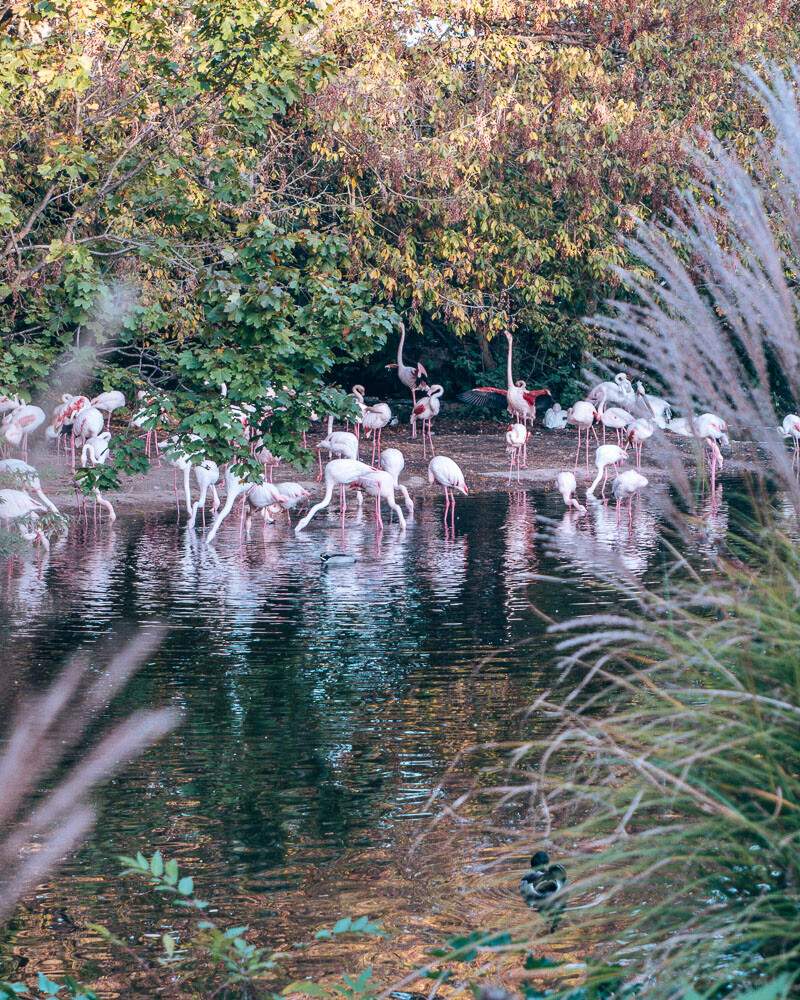 Flamants roses au Parc de la Tête d'Or