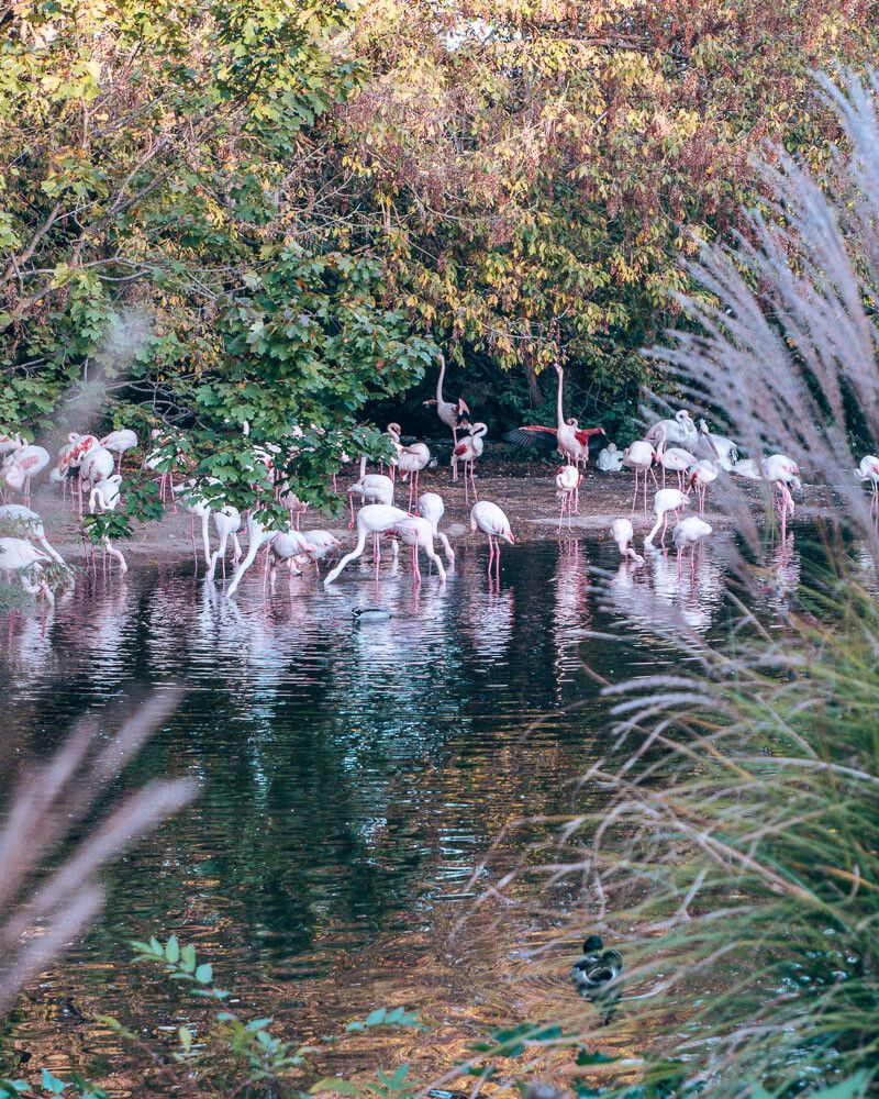 Flamingos in Parc de la Tête d'Or