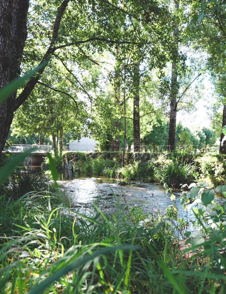 river and trees