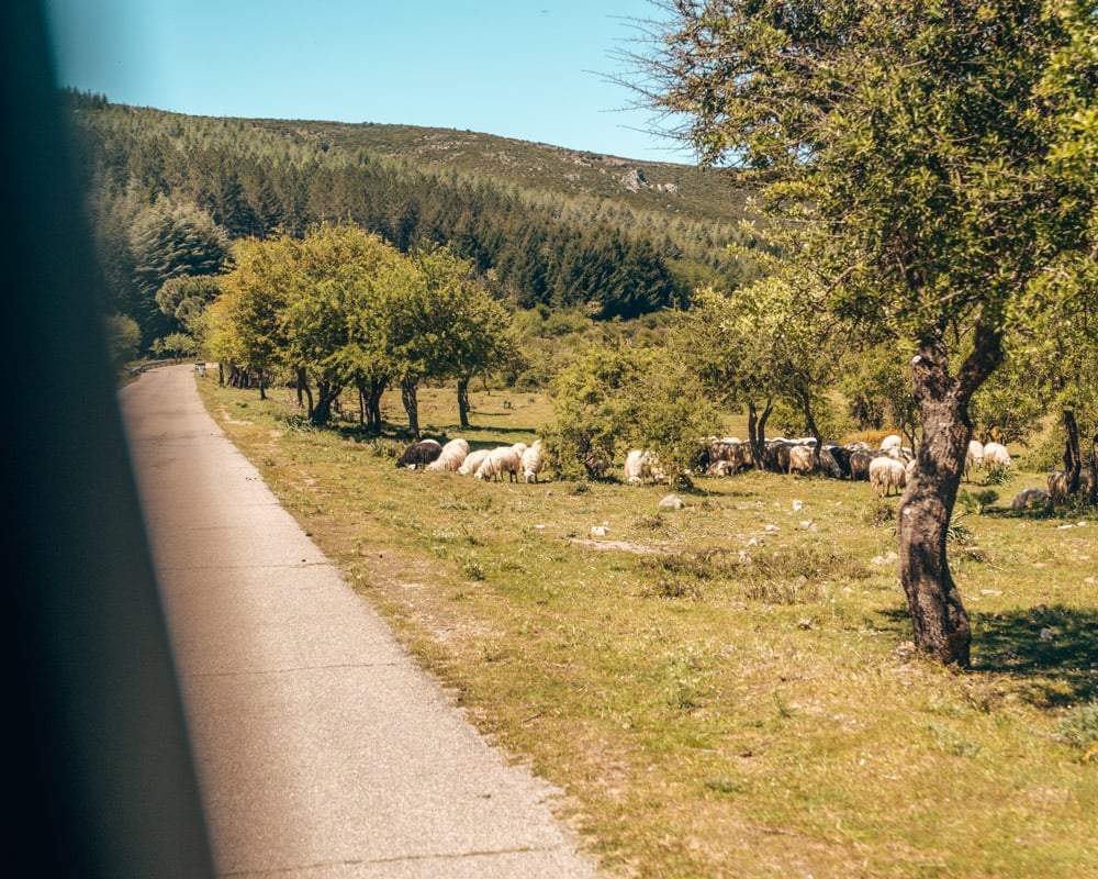 Schapen naast de weg in Nationaal Park Gennargentu