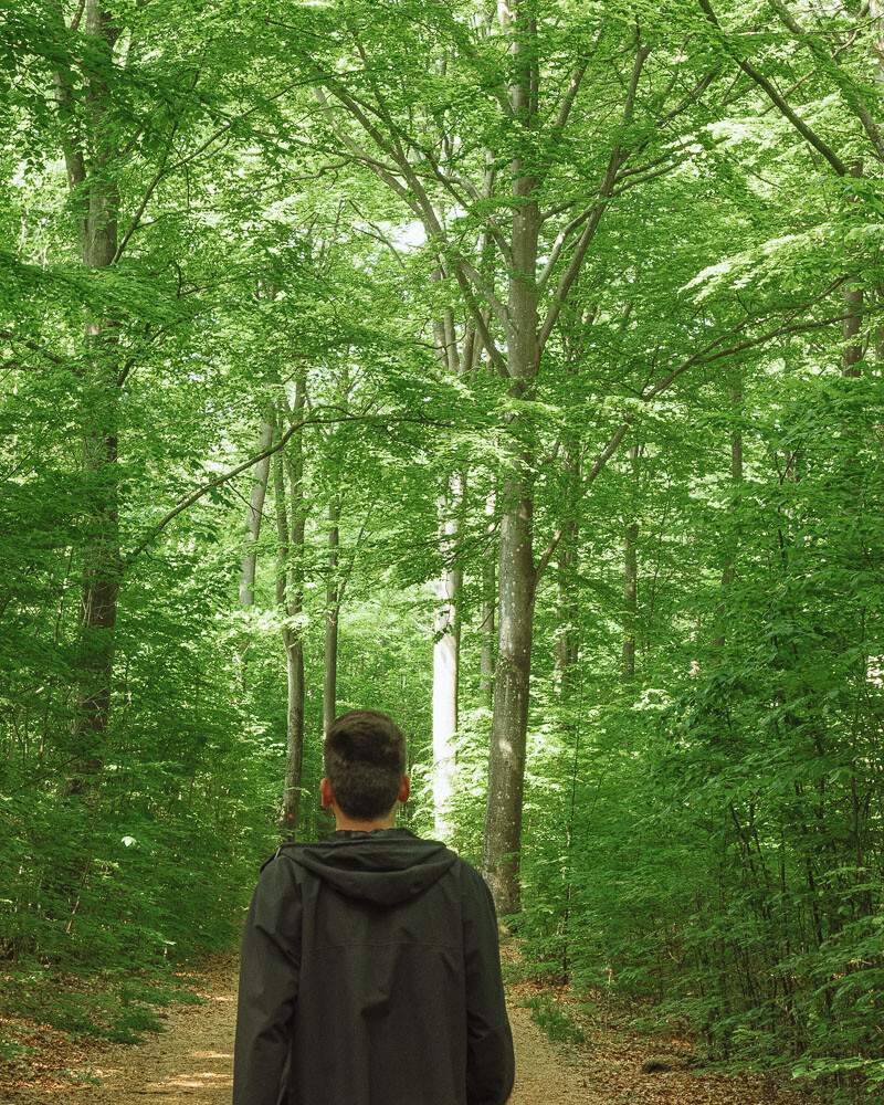 Forêt