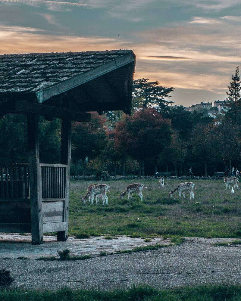 Cerfs au Parc de la Tête d'Or