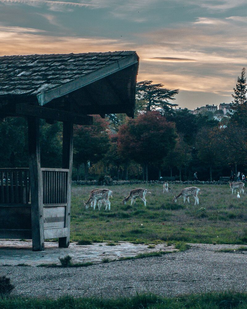 Deer in Parc de la Tête d'Or