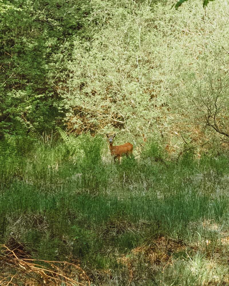 Faune du Torups Slott