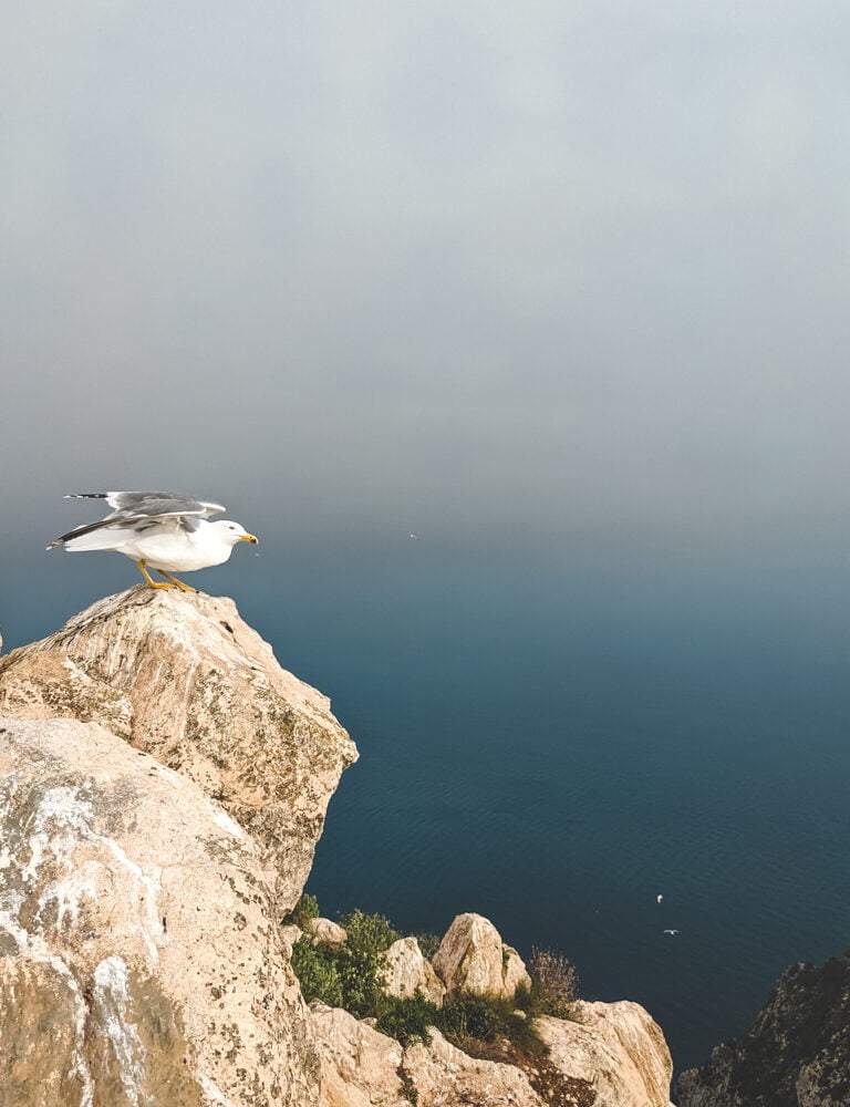 birds on hike