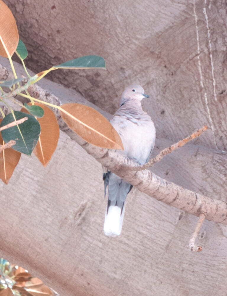 Pigeon
