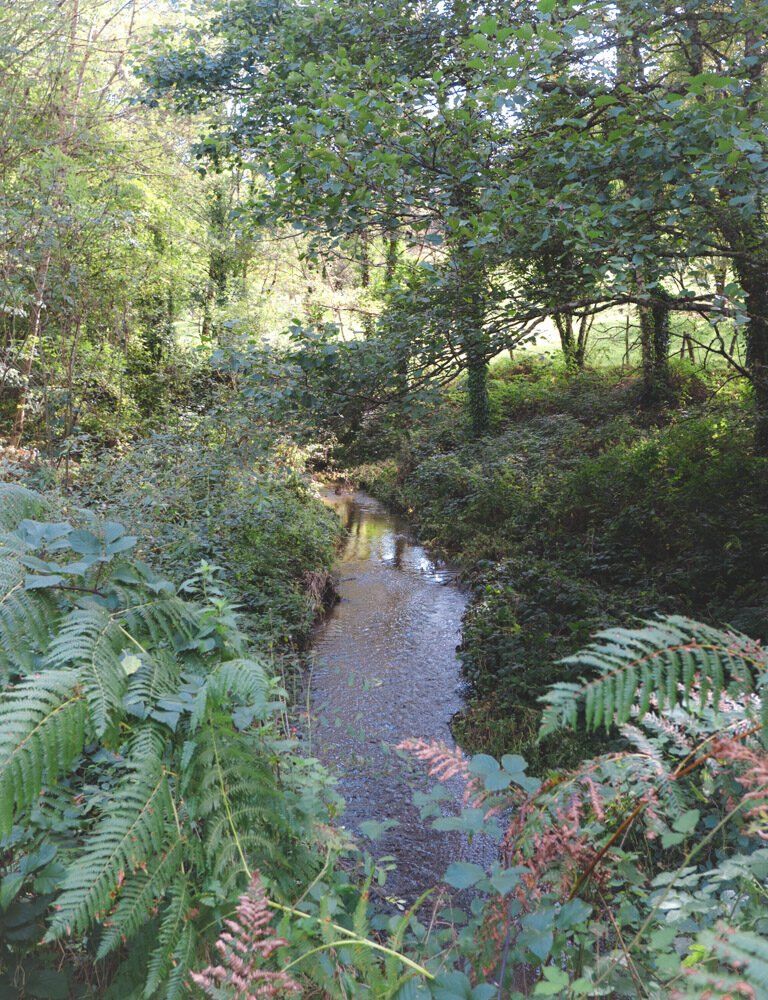 woods on longer hiking path 