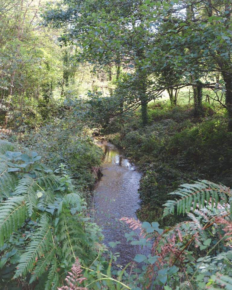 woods on longer hiking path
