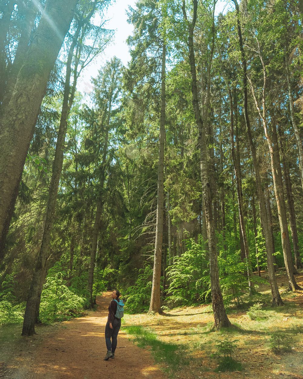 Beautiful trees around Torups Slott
