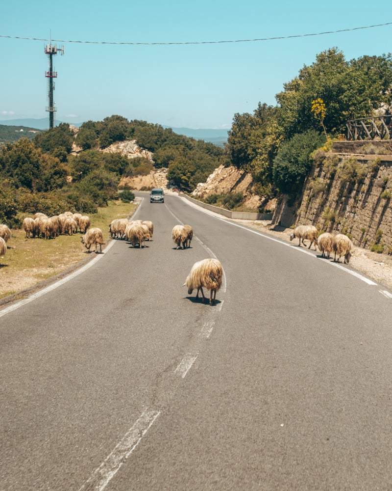 Schapen op de weg op Sardinië