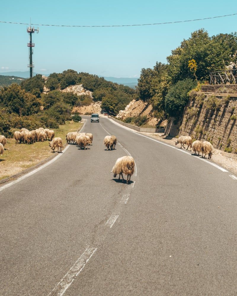 Schapen op de weg op Sardinië