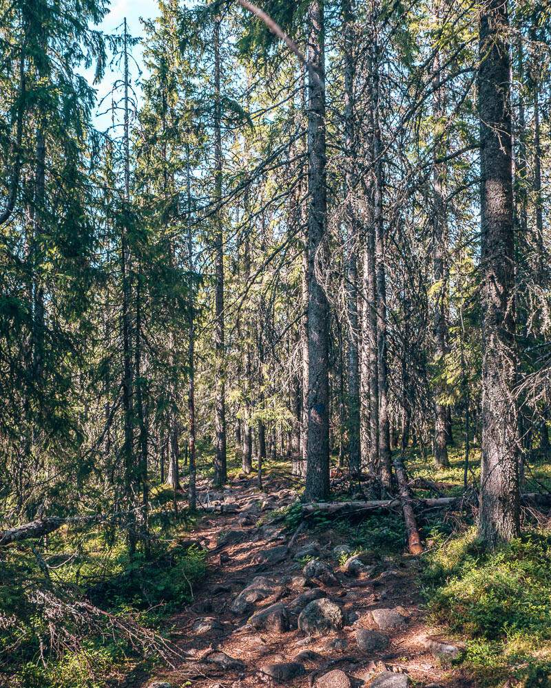 forest skuleberget