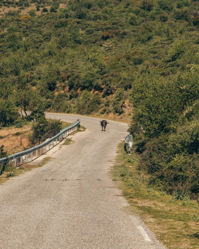 Koe op de weg in Nationaal Park Gennargentu
