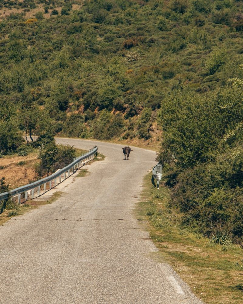 Koe op de weg in Nationaal Park Gennargentu