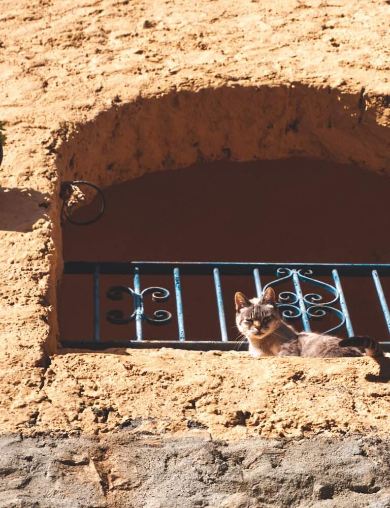 chat à Mojácar