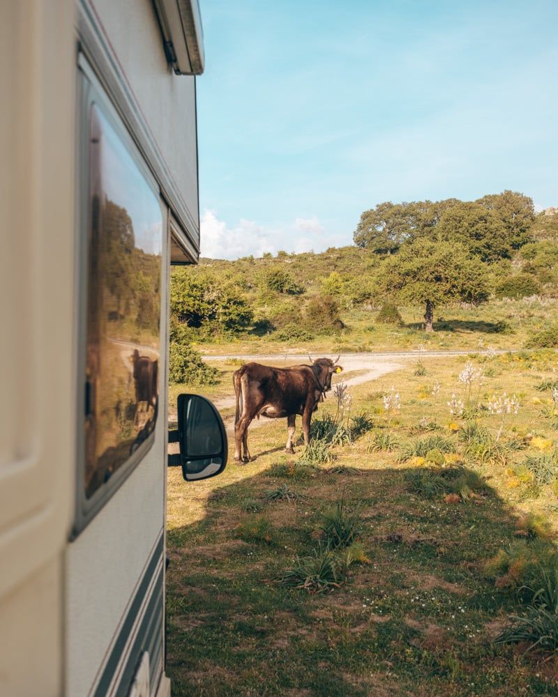Wildkamperen op Sardinië met koeien als buren