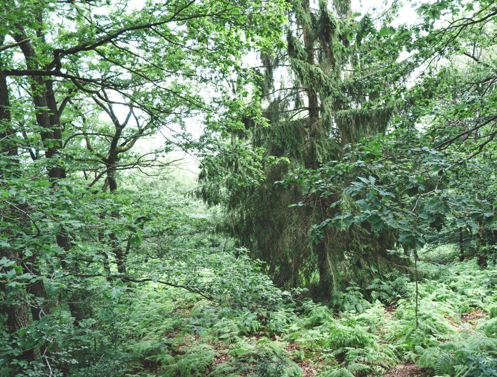 Belle forêt cachée