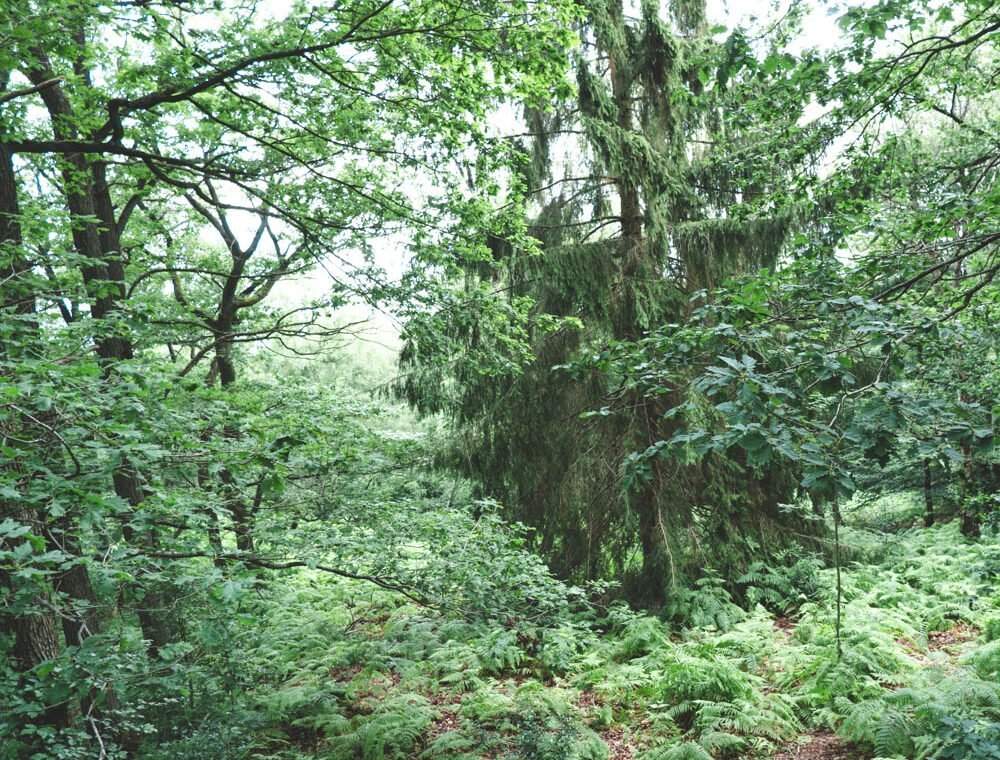 Beautiful hidden forest