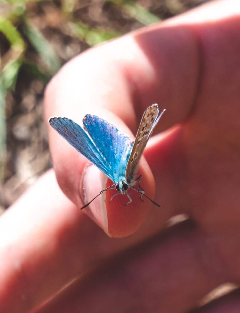papillon bleu sur un doigt