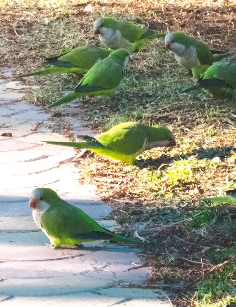 Vogels 