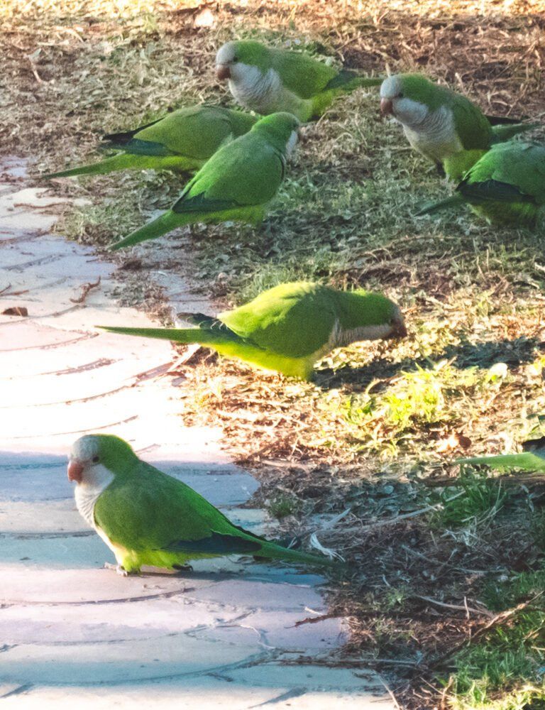 Birds