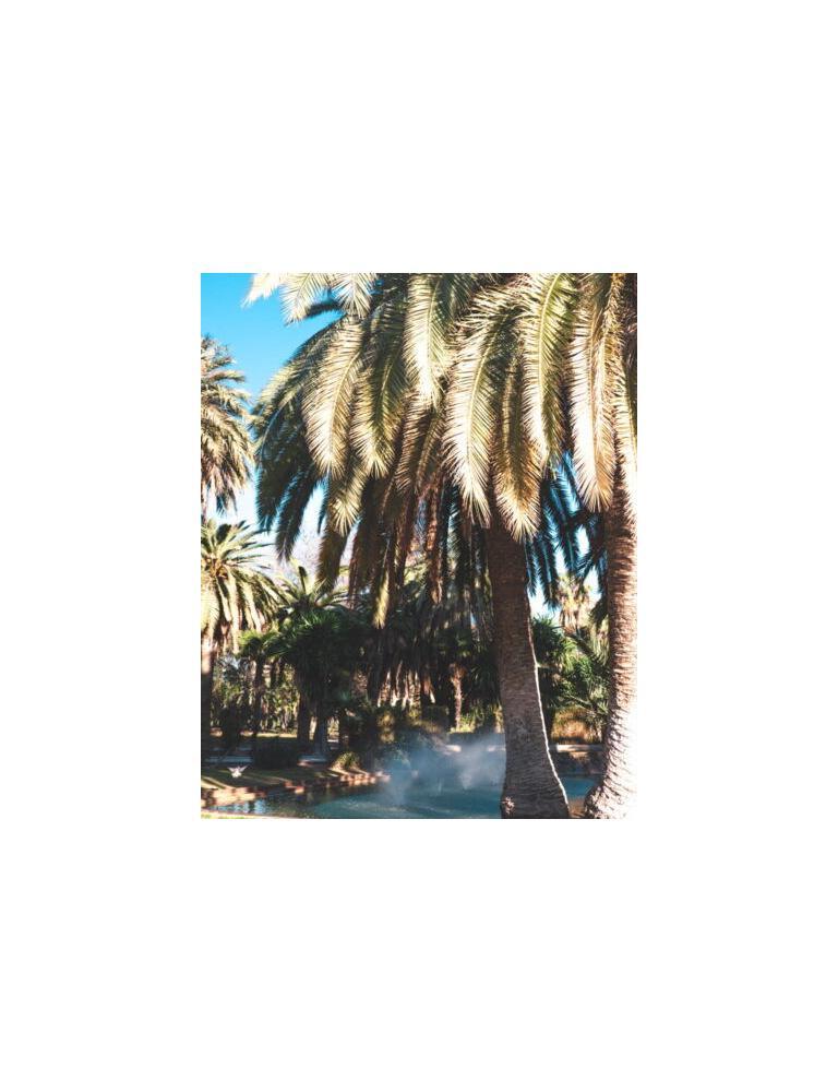 Palmbomen Valencia