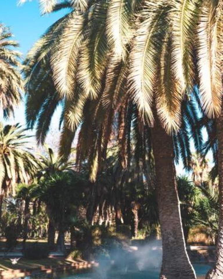 Palmbomen Valencia
