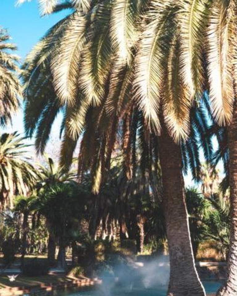 Palm trees Valencia