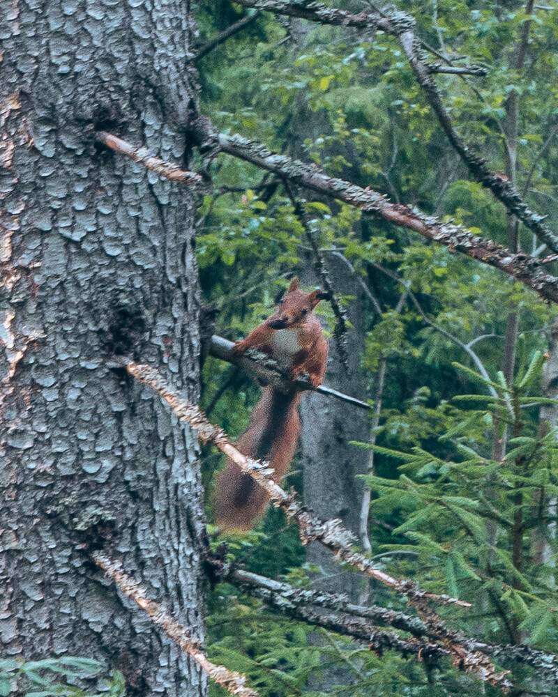 squirrel in forest