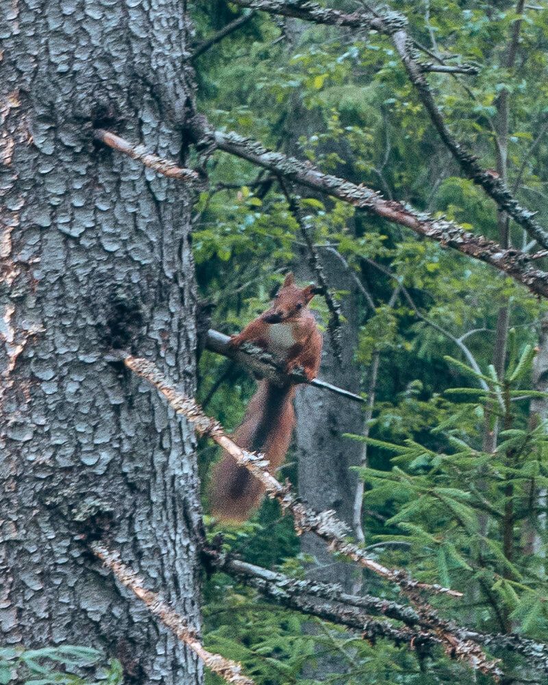 squirrel in forest