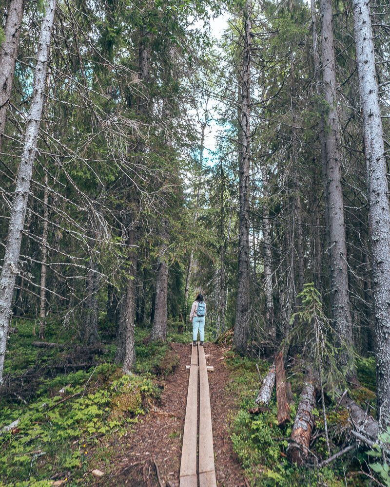 Hallingsfallet Vildmarksvägen