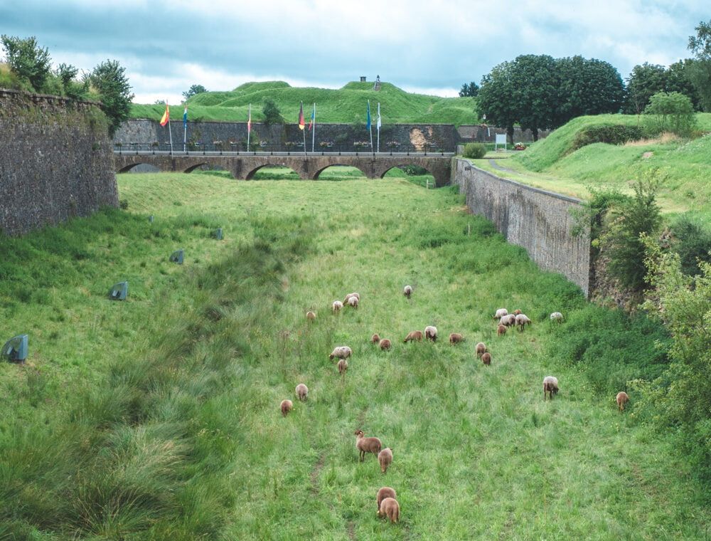 rocroi sheeps