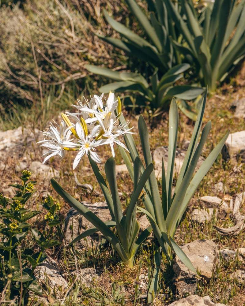 Zeldzame Pancratium Illyricum op Monte Fumai, een witte zeelelie die op Corsica en Sardinië op rotsen wordt gezien.