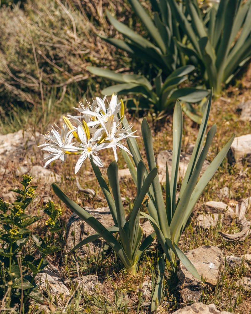 Zeldzame Pancratium Illyricum op Monte Fumai, een witte zeelelie die op Corsica en Sardinië op rotsen wordt gezien.