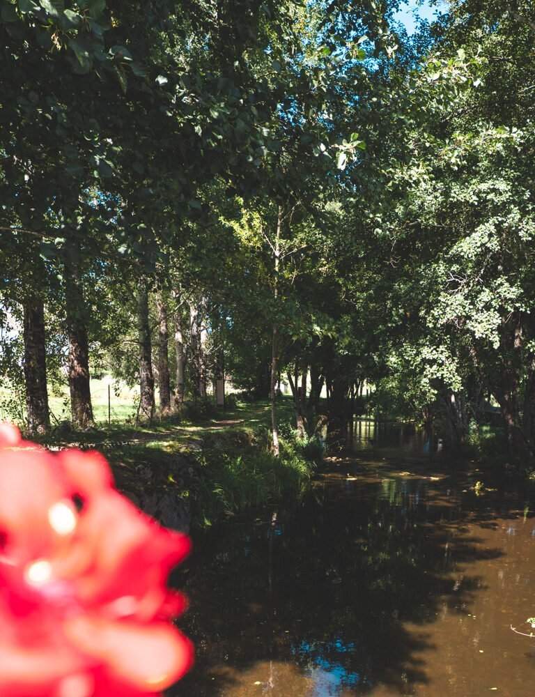 flowers and green nature