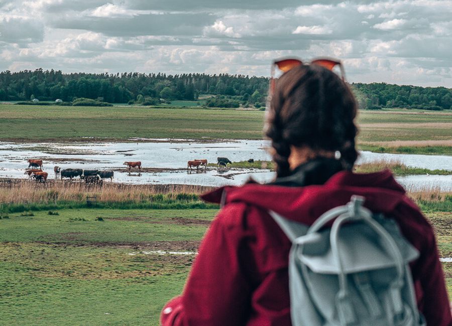 Voyage dans la nature du sud de la Suède