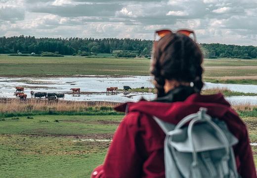 Voyage dans la nature du sud de la Suède