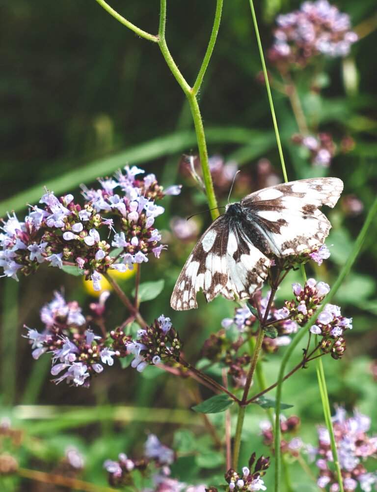 Un papillon autour de la riche flore de Givet