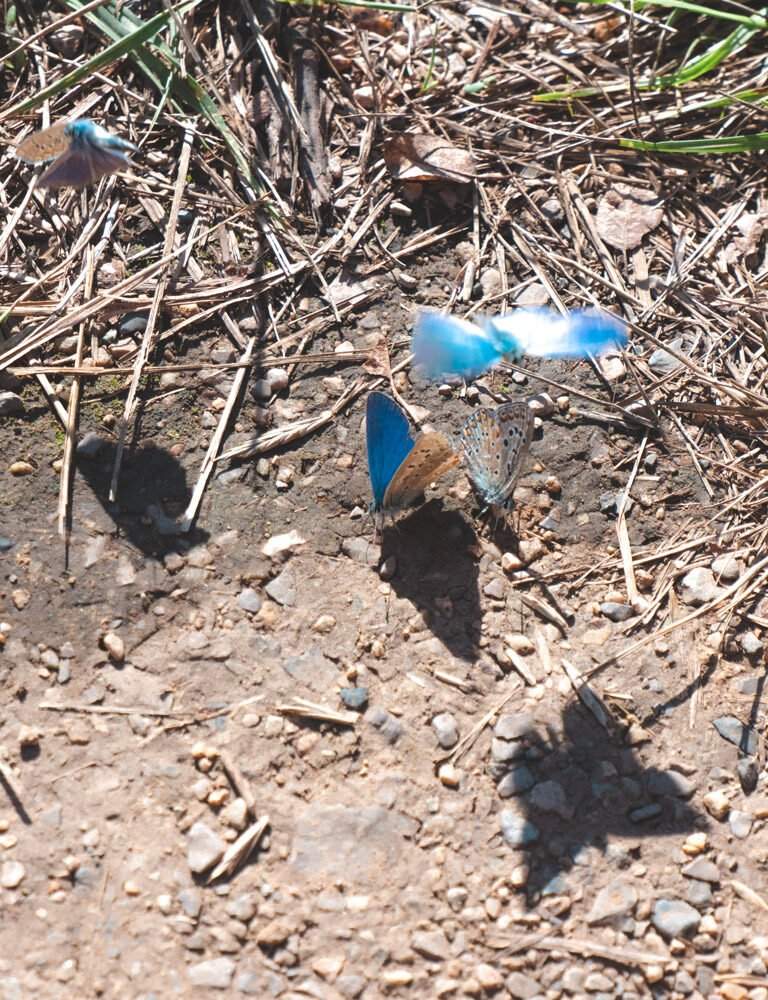 papillons volant autour