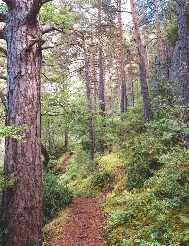Forest Gorges du Tarn