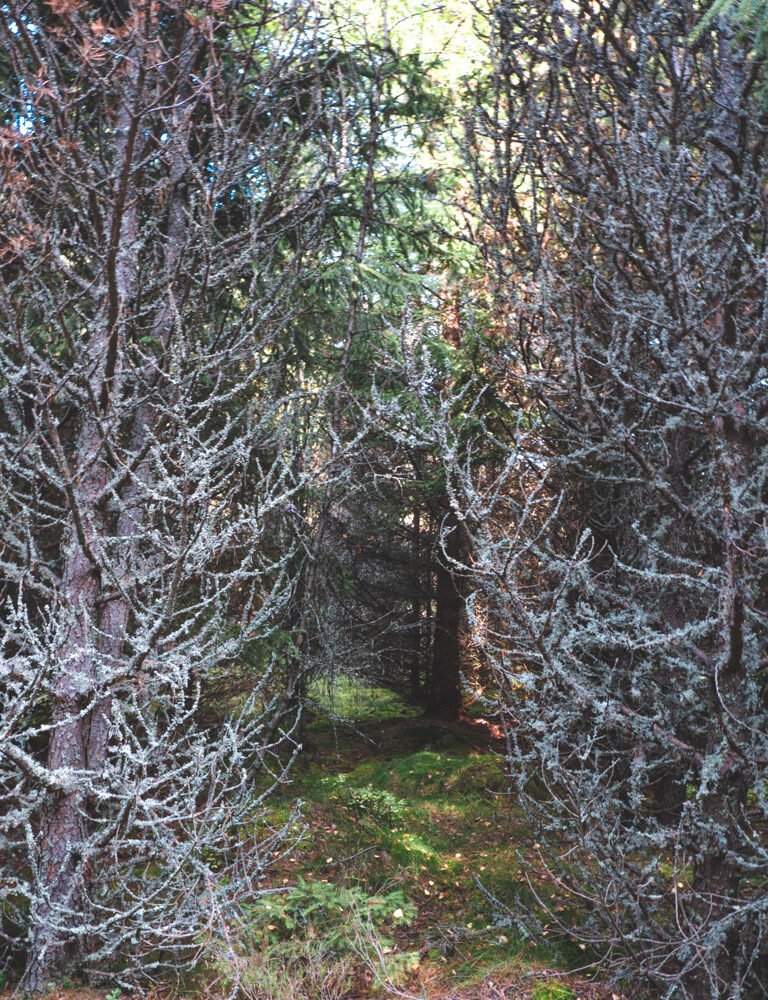 beautiful forest area