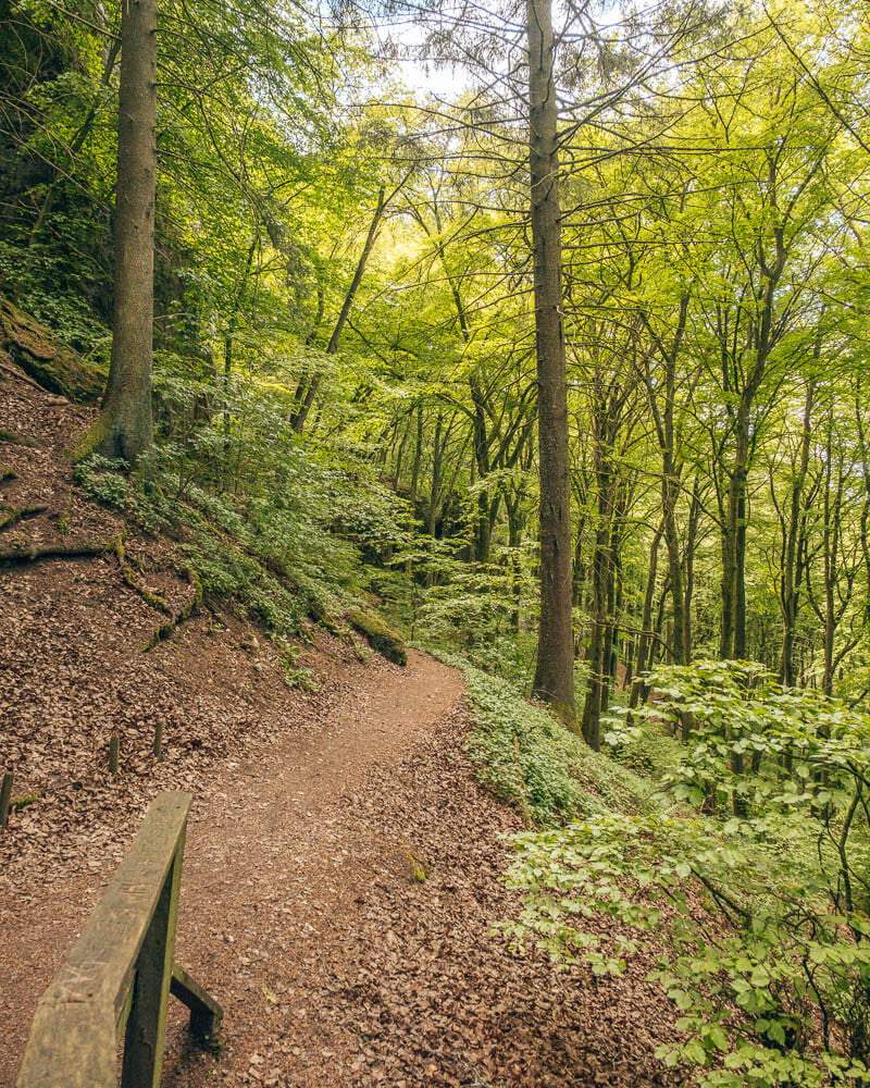 forest felsenpfad