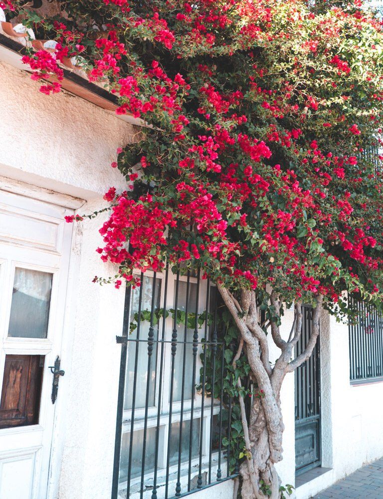 colorful flowers
