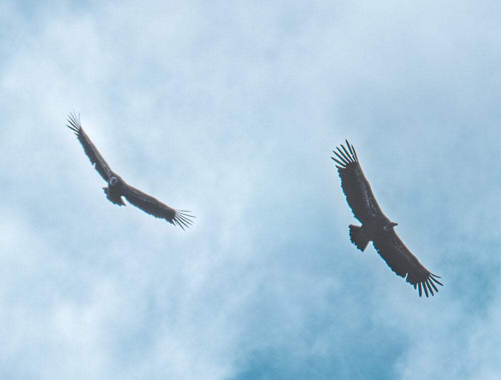 Vautours dans le ciel